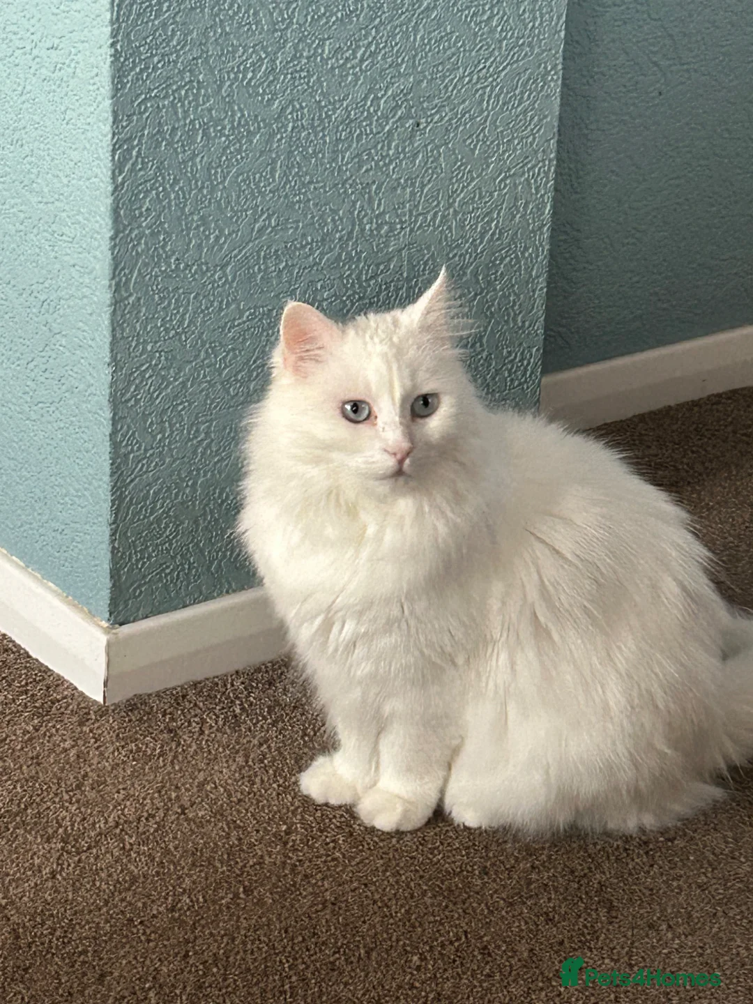 Turkish Angora cats for sale: White - Advert 2