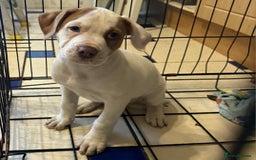 American Bulldog dogs for sale: American bulldog puppy  - Image 1
