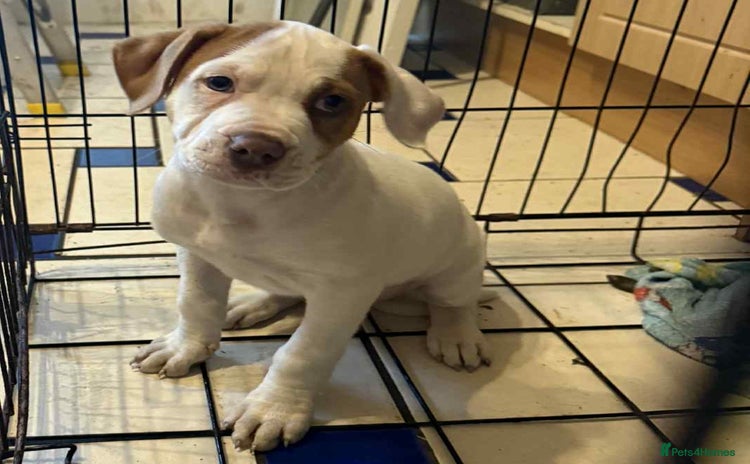 American Bulldog dogs - Advert 1
