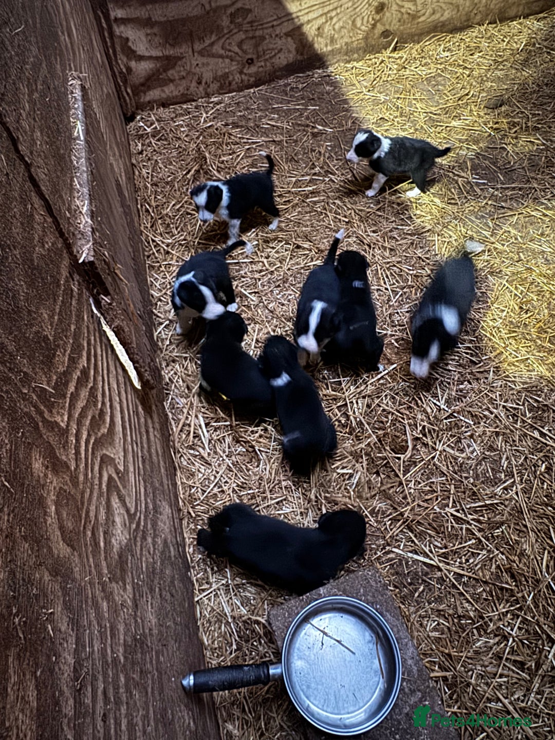Mixed Breed dogs for sale: Sheepdog puppies for sale - Image 8