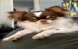 Chihuahua dogs for sale: READY TO GO!.   Last male Chihuahua puppy left - Image 12