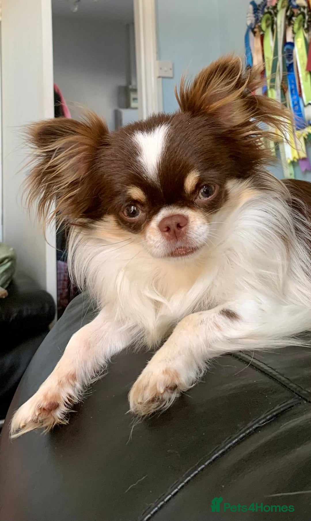 Chihuahua dogs for sale: READY TO GO!.   Last male Chihuahua puppy left - Image 12