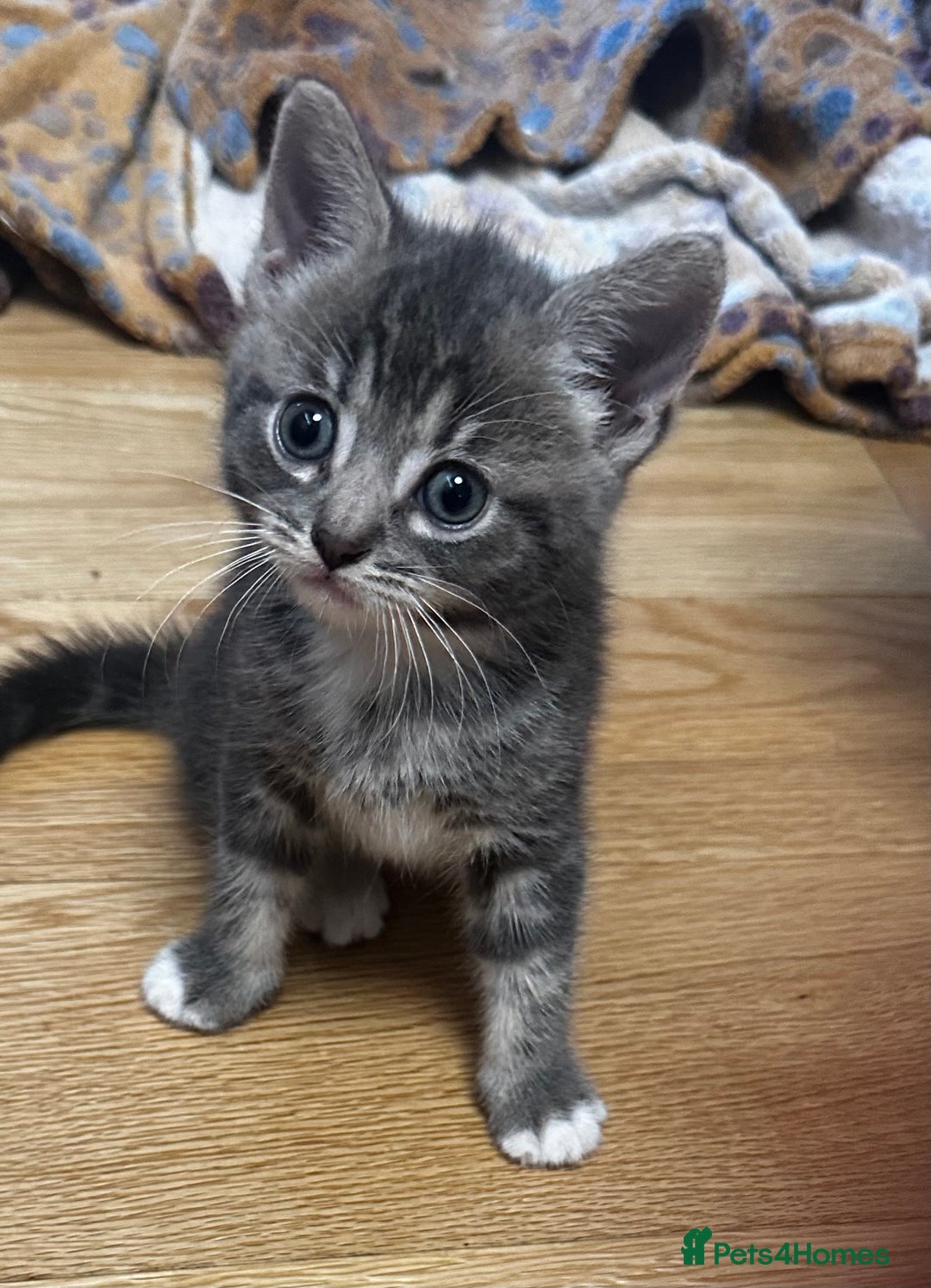 Mixed Breed cats for sale: 6 Of the cutest kittens ever !  - Image 17