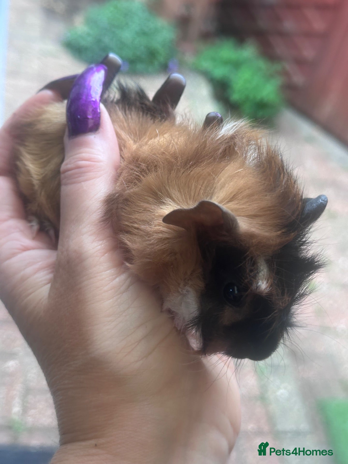 Guinea Pig rodents Gorgeous baby Guineapigs  - Advert 2