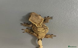 Gecko reptiles for sale: Crested geckos adults and baby’s  - Image 9
