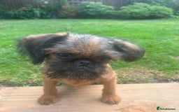 Griffon Bruxellois dogs for sale: Griffon bruxillious pup  - Image 9