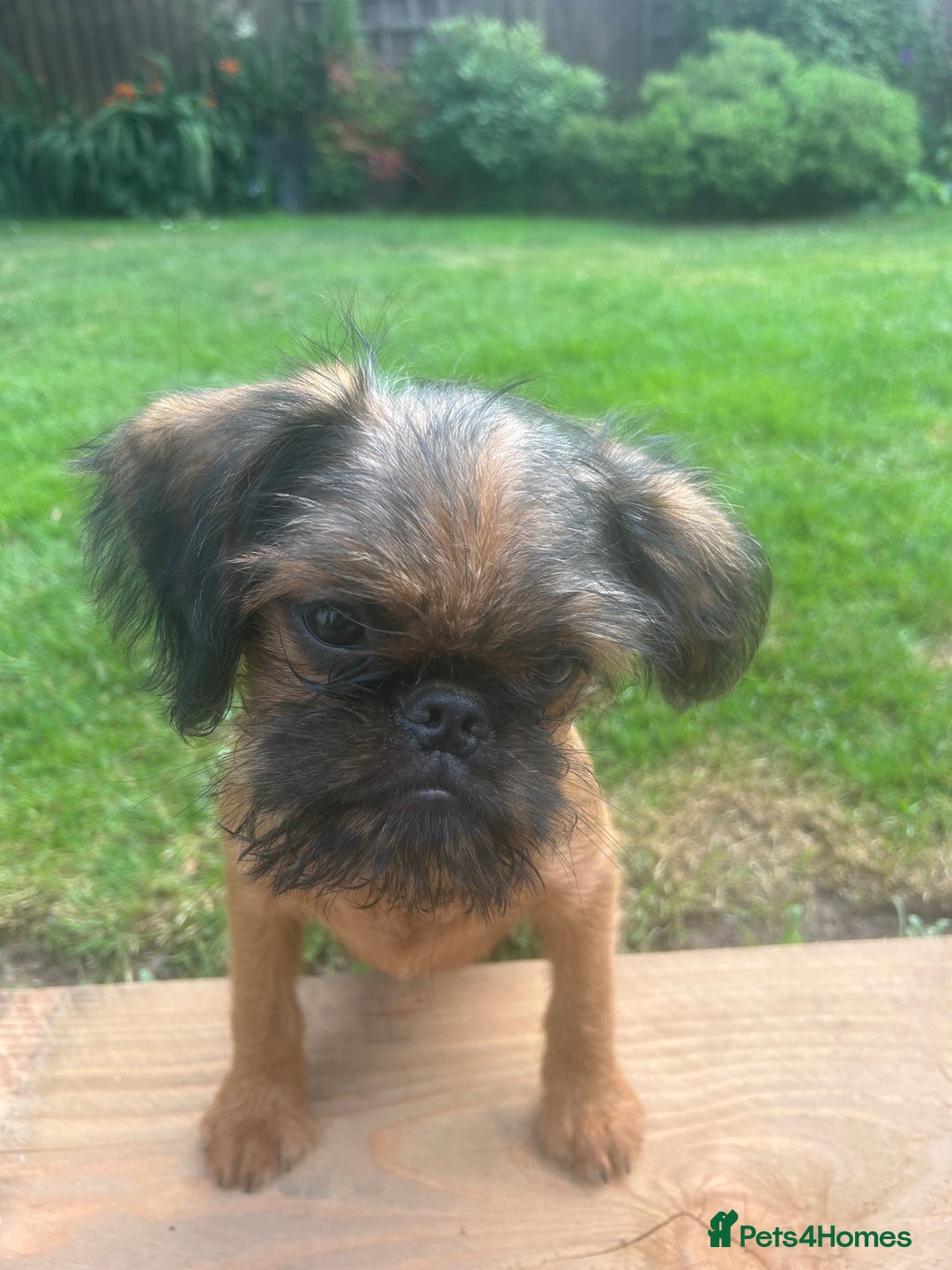 Griffon Bruxellois dogs for sale: Griffon bruxillious pup  - Image 9