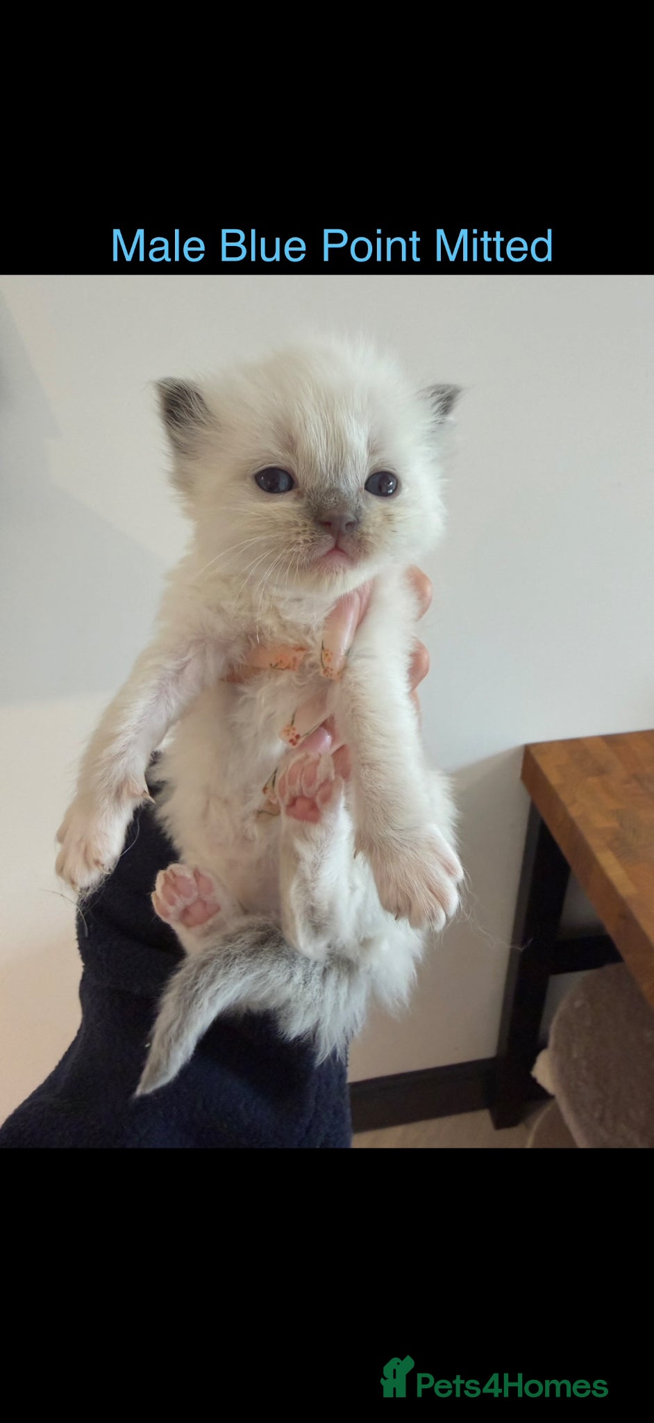 Ragdoll cats for sale: Pedigree Ragdoll Kittens - Advert 8