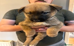 Mixed Breed dogs for sale: Siberian husky cross belgian malinois - Image 15