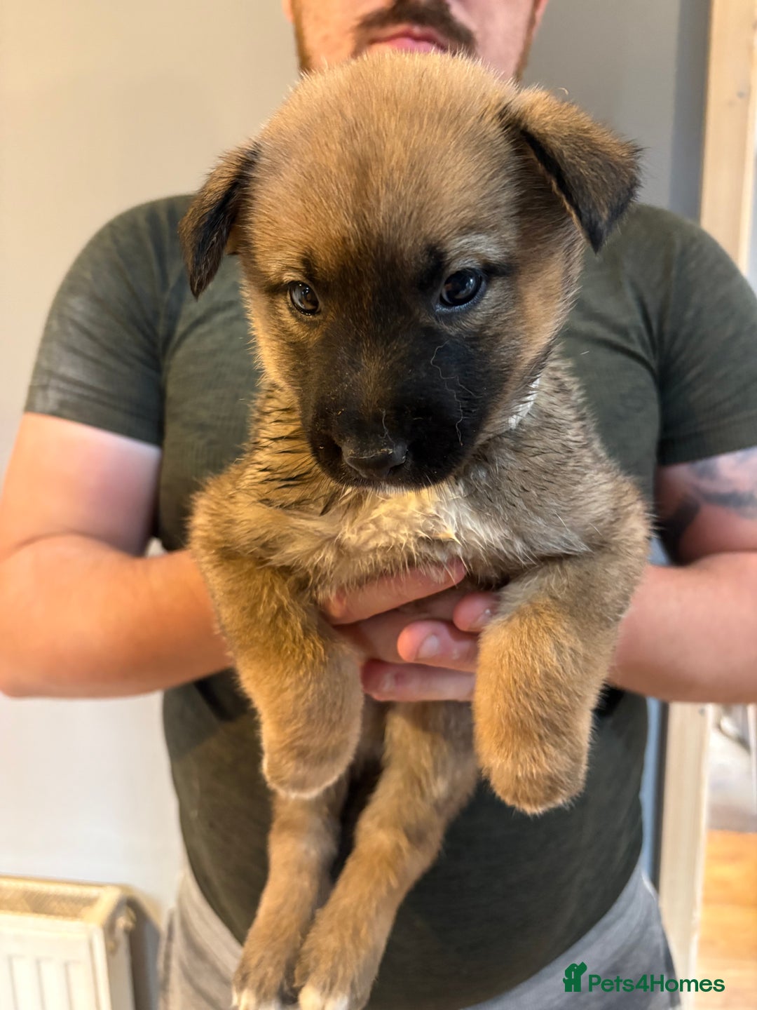 Mixed Breed dogs for sale: Siberian husky cross belgian malinois - Image 15