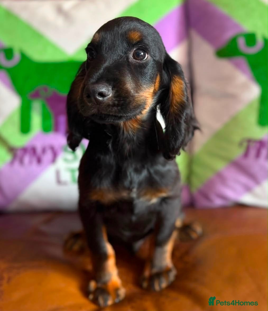 Cocker Spaniel dogs KC BLACK AND TAN boys 17 dna health tested clear  - Advert 2