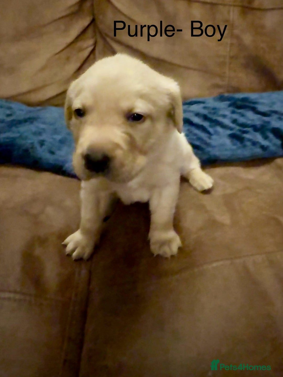 Labrador Retriever dogs for sale: Labrador puppies  - Advert 6