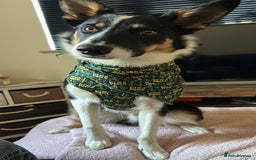 Border Collie dogs for sale: 15 month old male collie for sale (not a farm dog) - Advert 1