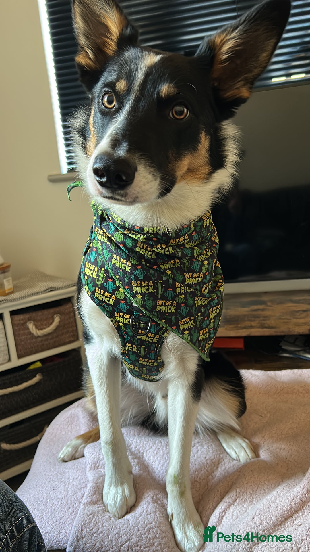 Border Collie dogs for sale: 15 month old male collie for sale (not a farm dog) - Advert 1