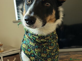 Border Collie dogs for sale: 15 month old male collie for sale (not a farm dog) - Advert 1