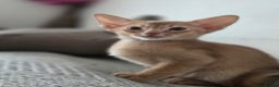 Abyssinian cats for sale: Gorgeous Tica  Abyssinian Kittens  - Advert 4