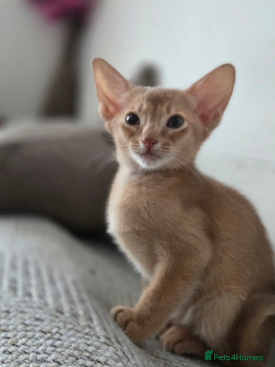 Abyssinian cats for sale: Gorgeous Tica  Abyssinian Kittens  - Advert 4
