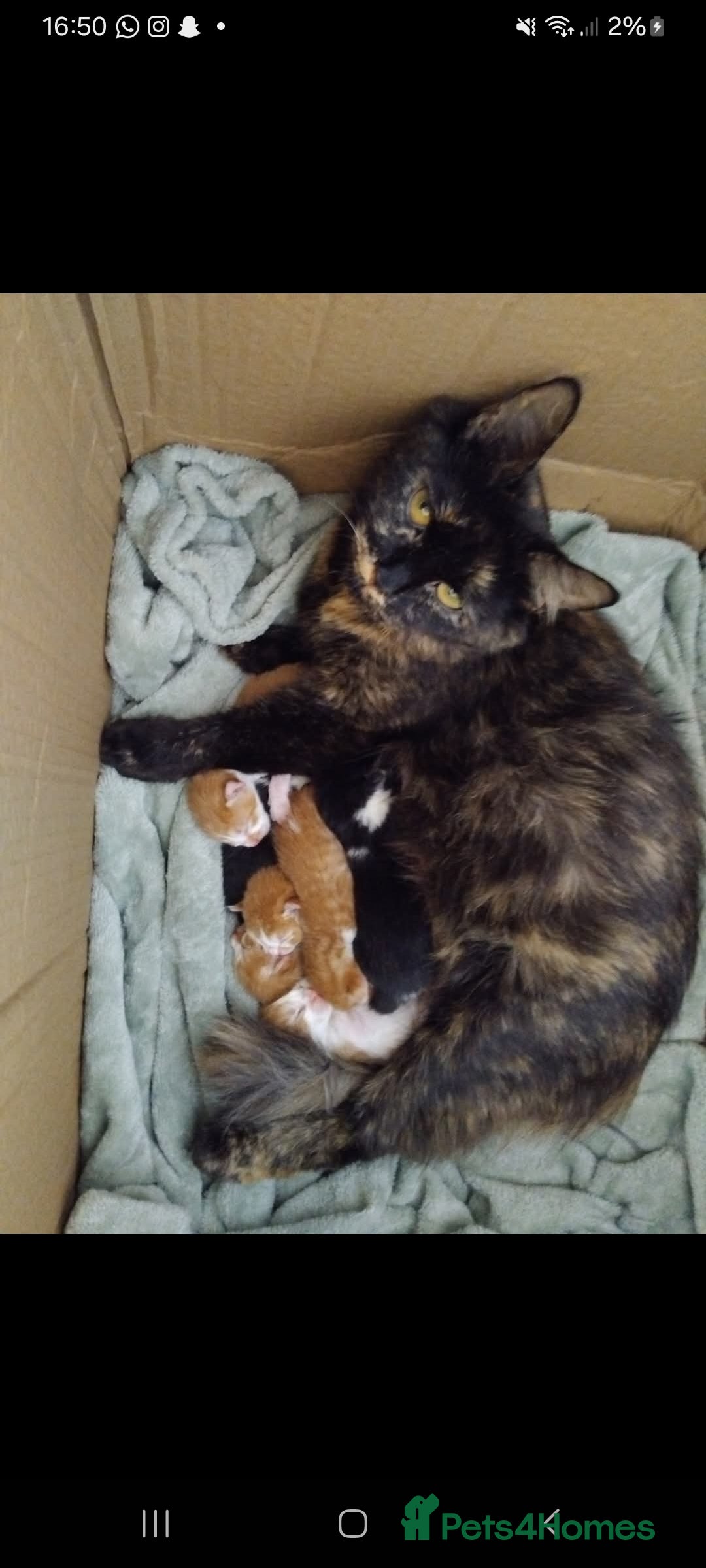 Mixed Breed cats for sale: 7 beautiful male kittens - Image 8