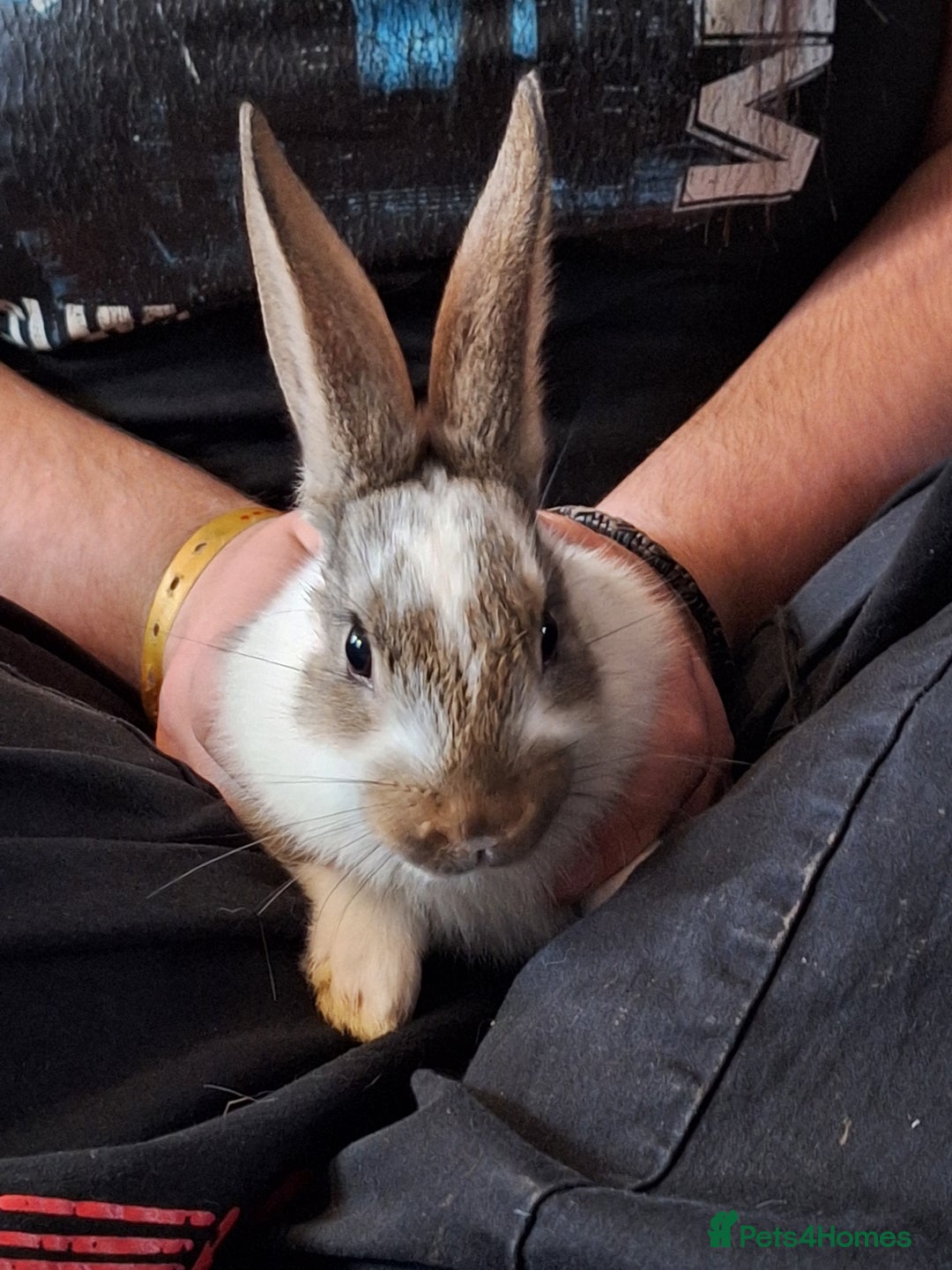 Mixed Breed rabbits for sale: Stunning rex x continental giant x new zealand  - Advert 5