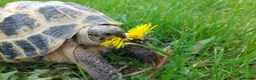 Tortoise reptiles for sale: HORSFIELD TORTOISE - Russian tortoise in Shipley - Advert 10