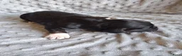 Cocker Spaniel dogs for sale: 6 stunning working cocker spaniels - Advert 12