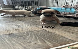 Chihuahua dogs for sale: Beautiful short hair chihuahua  - Advert 3