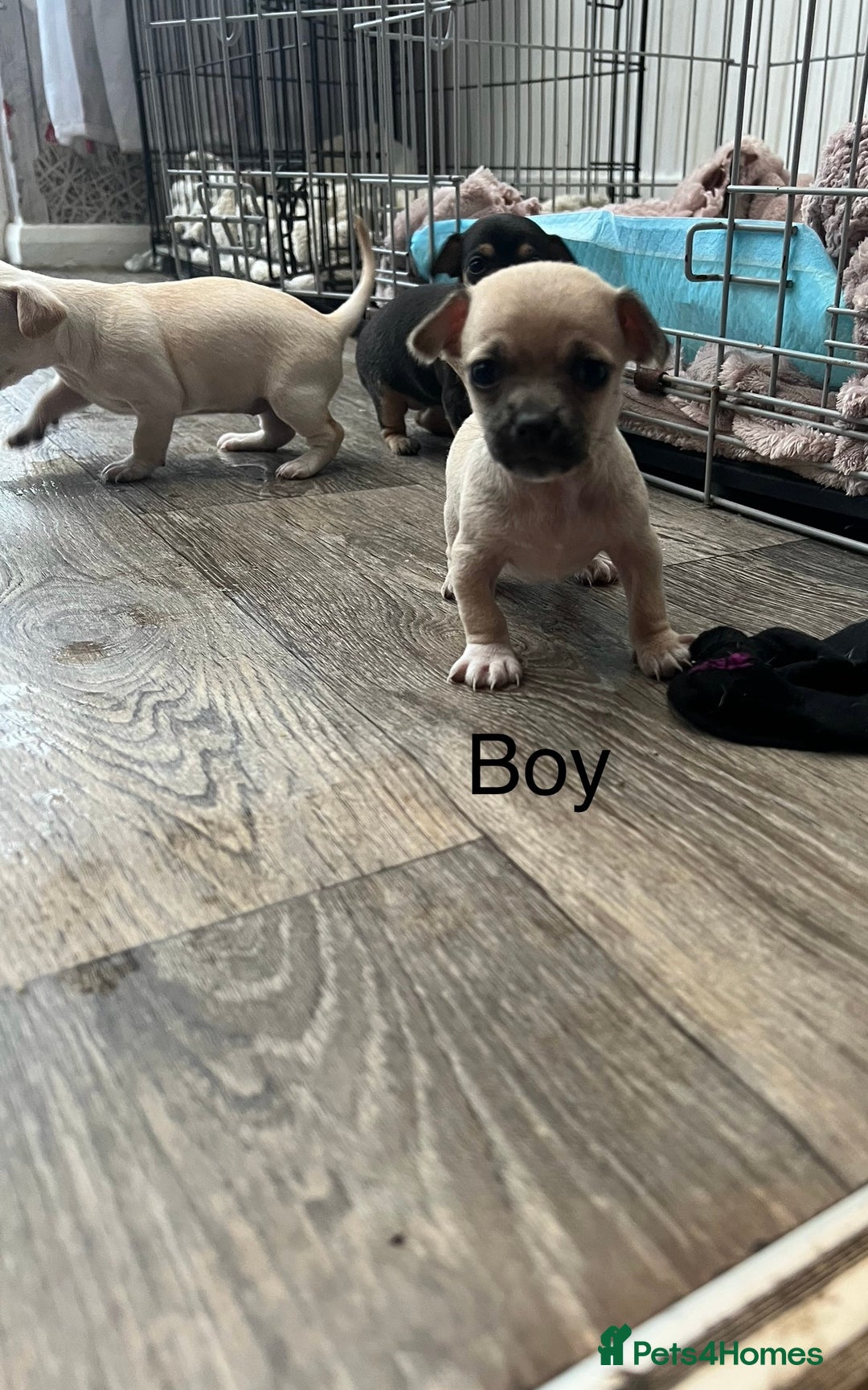 Chihuahua dogs for sale: Beautiful short hair chihuahua  - Advert 3