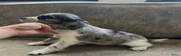 Sprocker dogs for sale: The prettiest sprockers looking forever homes  - Advert 5
