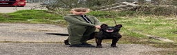 Belgian Shepherd Dog dogs for sale: Full tested family protection dog  - Advert 5