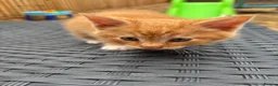 Mixed Breed cats for sale: Kittens Looking for Loving Families - Advert 16