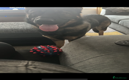 German Shepherd dogs for sale: 15 month old male German Shepherd Called BEAR, - Image 8