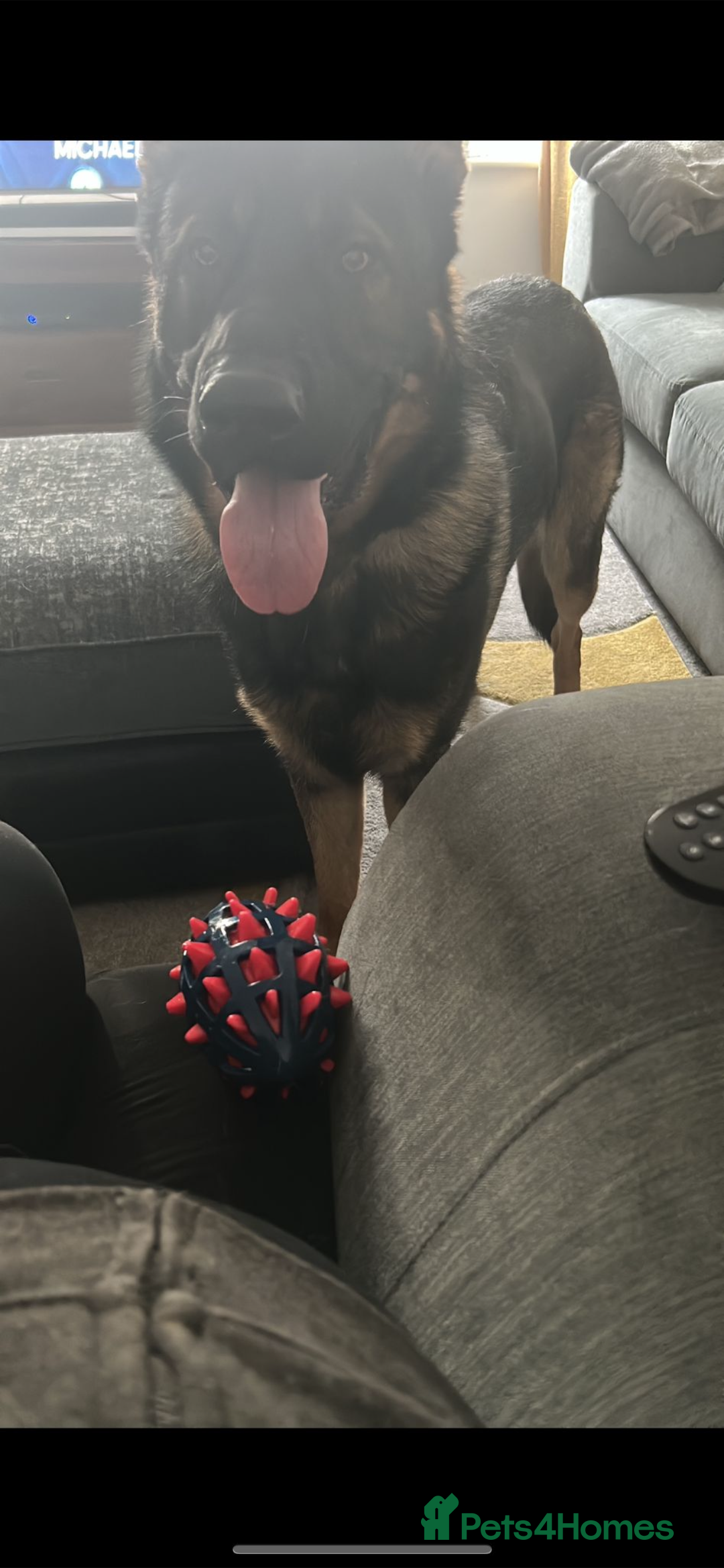 German Shepherd dogs for sale: 15 month old male German Shepherd Called BEAR, - Image 8