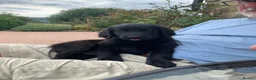 Flat coated Retriever dogs for sale: Flat coated pups ready 24/07 - Advert 3