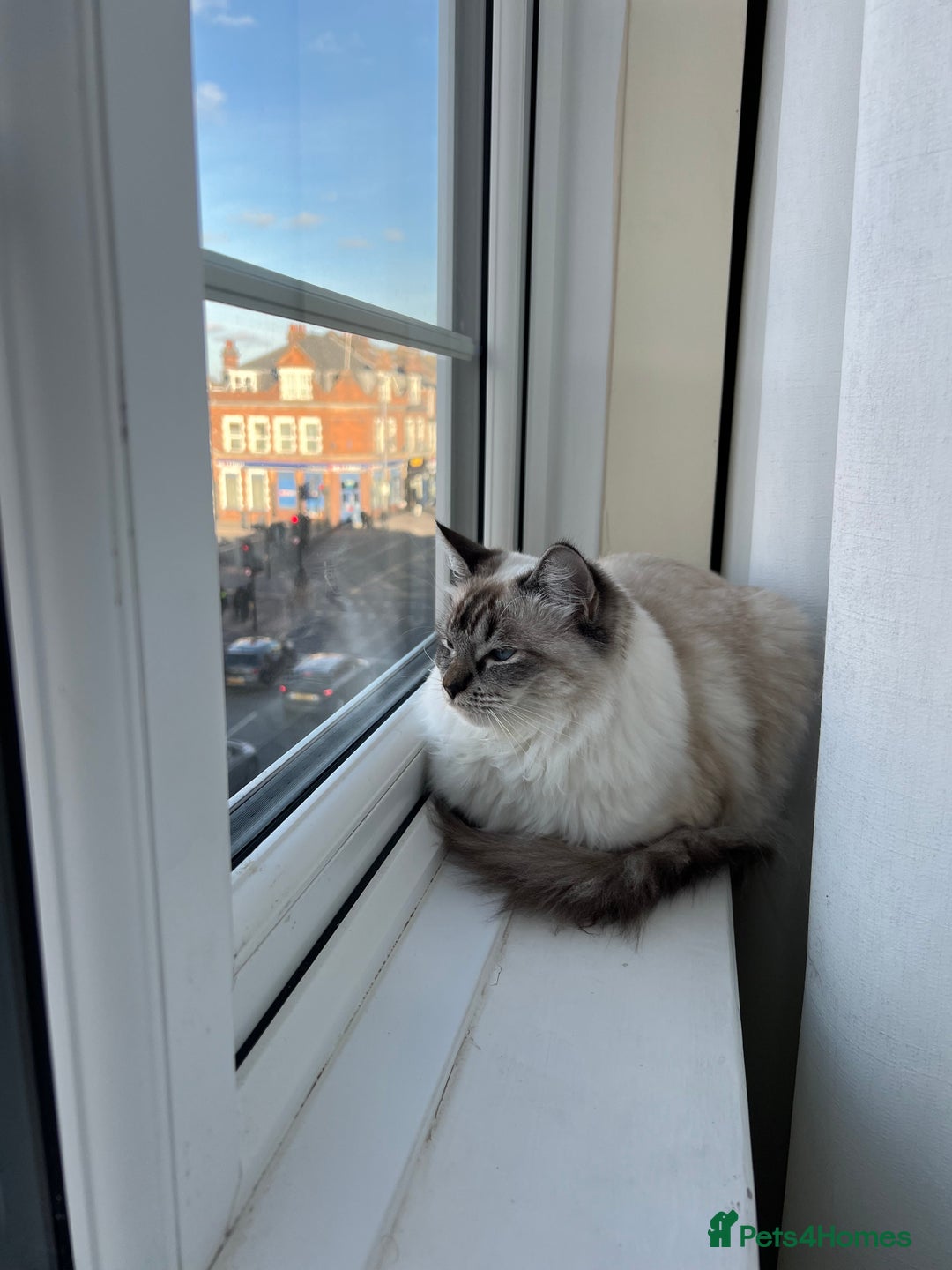 Ragdoll cats for sale: Stunning & Rare Chocolate Point Ragdoll  - Advert 2