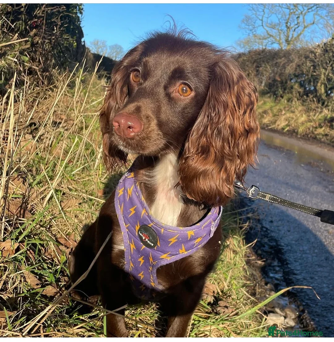 Cocker Spaniel dogs for sale: Cocker spaniel puppies - Advert 1