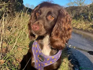 Cocker Spaniel dogs Cocker spaniel puppies - Advert 1