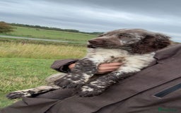 Cocker Spaniel dogs for sale: Cocker spaniel boy - Image 4