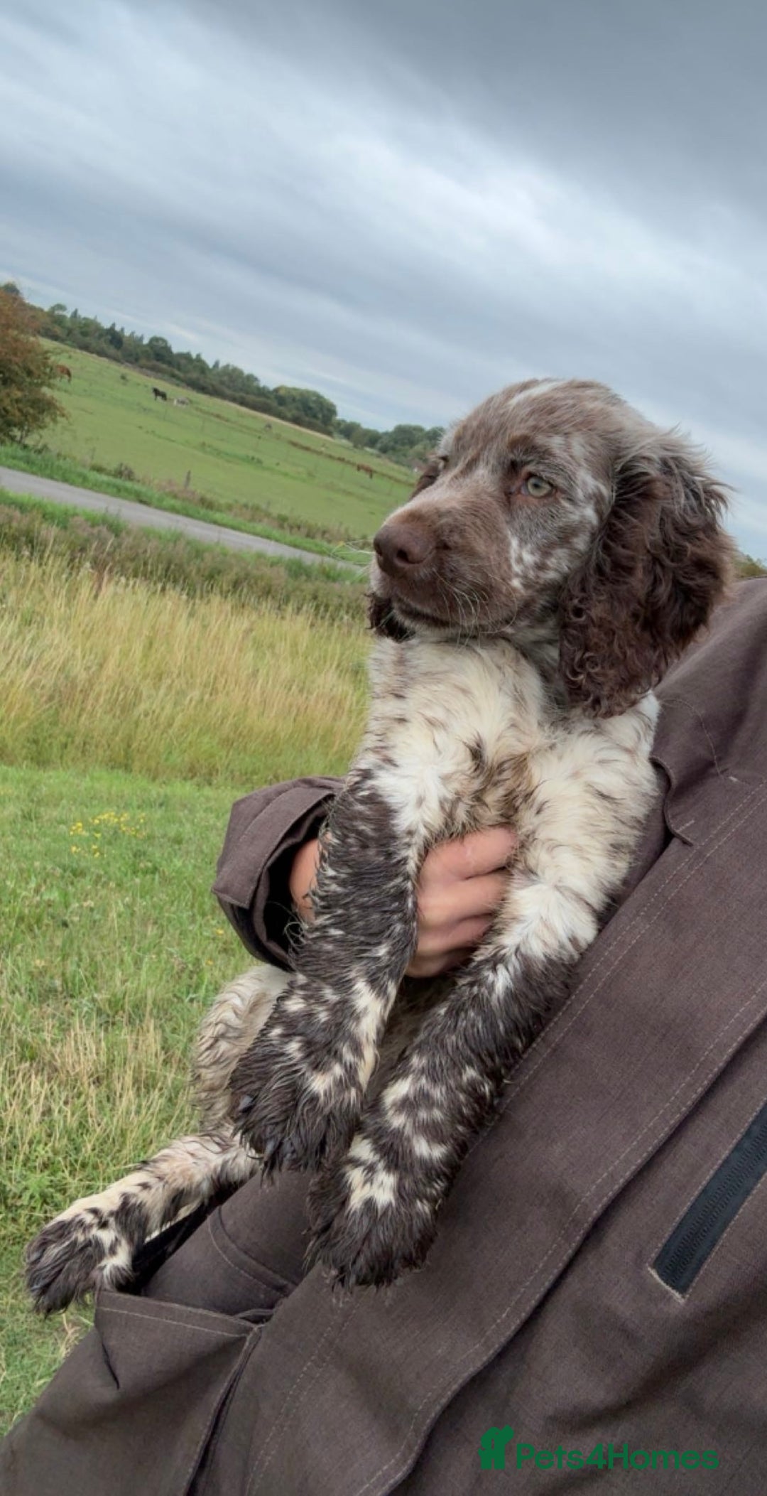 Cocker Spaniel dogs for sale: Cocker spaniel boy - Image 4