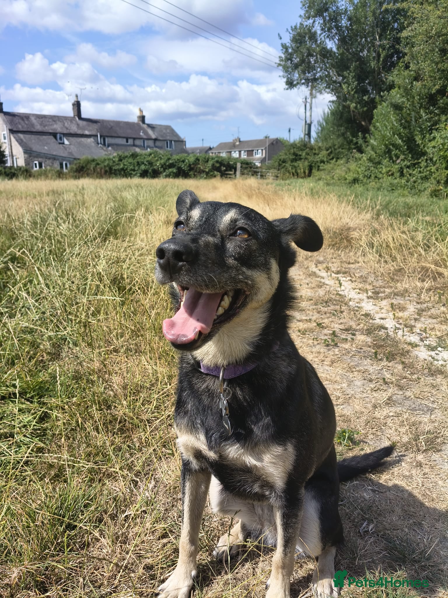 Mixed Breed dogs Millie 🩷 - Advert 1