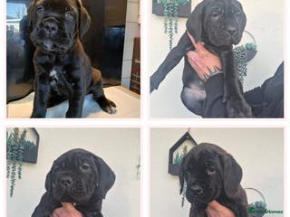 Cane Corso dogs Cane corso pups ready to leave now - Advert 1