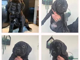 Cane Corso dogs ***REDUCED*** Cane Corso pups - Advert 4