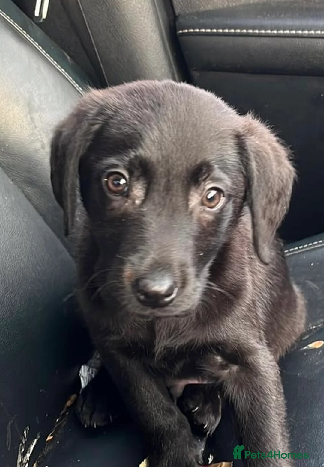 Labrador Retriever dogs for sale: Labrador Boy  - Advert 11