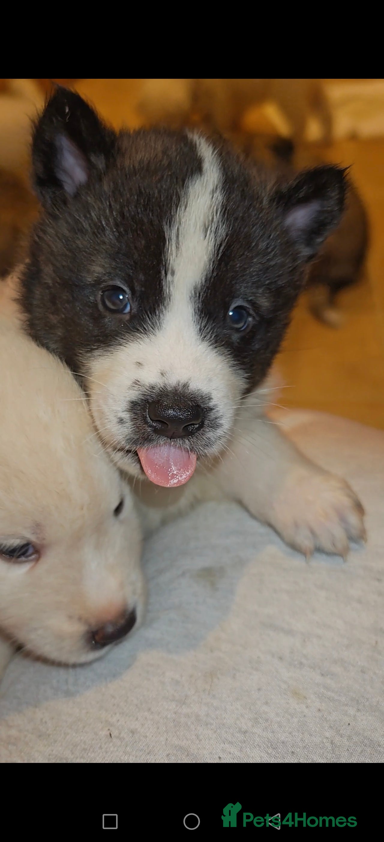 Akita dogs Akita puppys ready now  - Advert 10