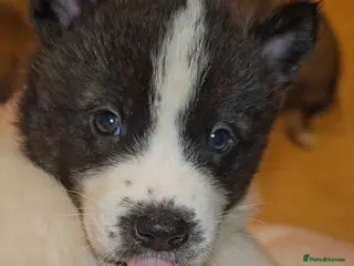 Akita dogs Akita puppys ready now - Advert 10