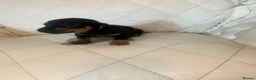 Dachshund dogs for sale: 5 dachund puppies for sale 2 boys 3 girls - Advert 11