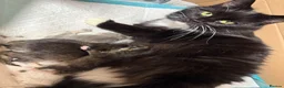 British Longhair cats for sale: 3/4 British Longhaired kittens - Advert 2