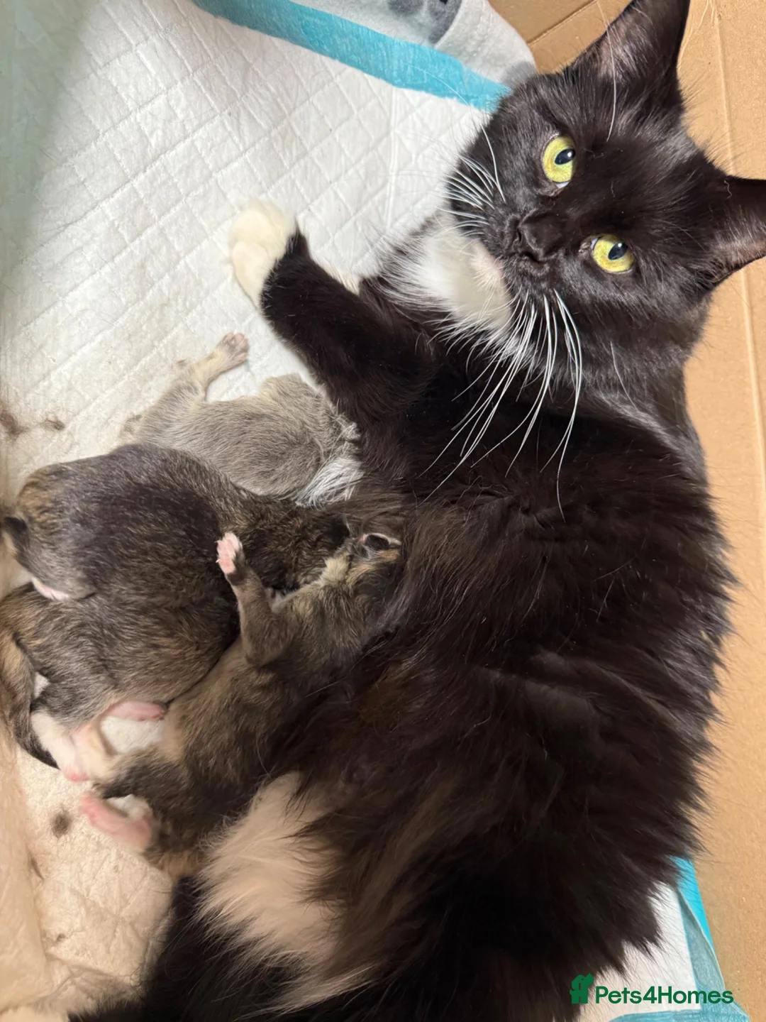 British Longhair cats for sale: 3/4 British Longhaired kittens - Advert 2