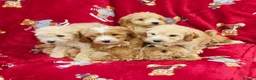 Cockapoo dogs for sale: ⚜️Pure Quality Cockapoos ⚜️ - Advert 31