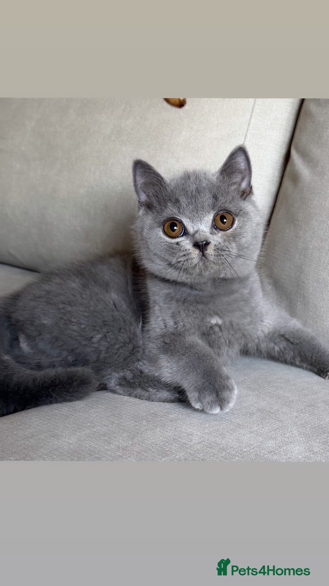 British Shorthair cats ✨ GCCF BEAUTIFUL KITTENS ✨ - Advert 2