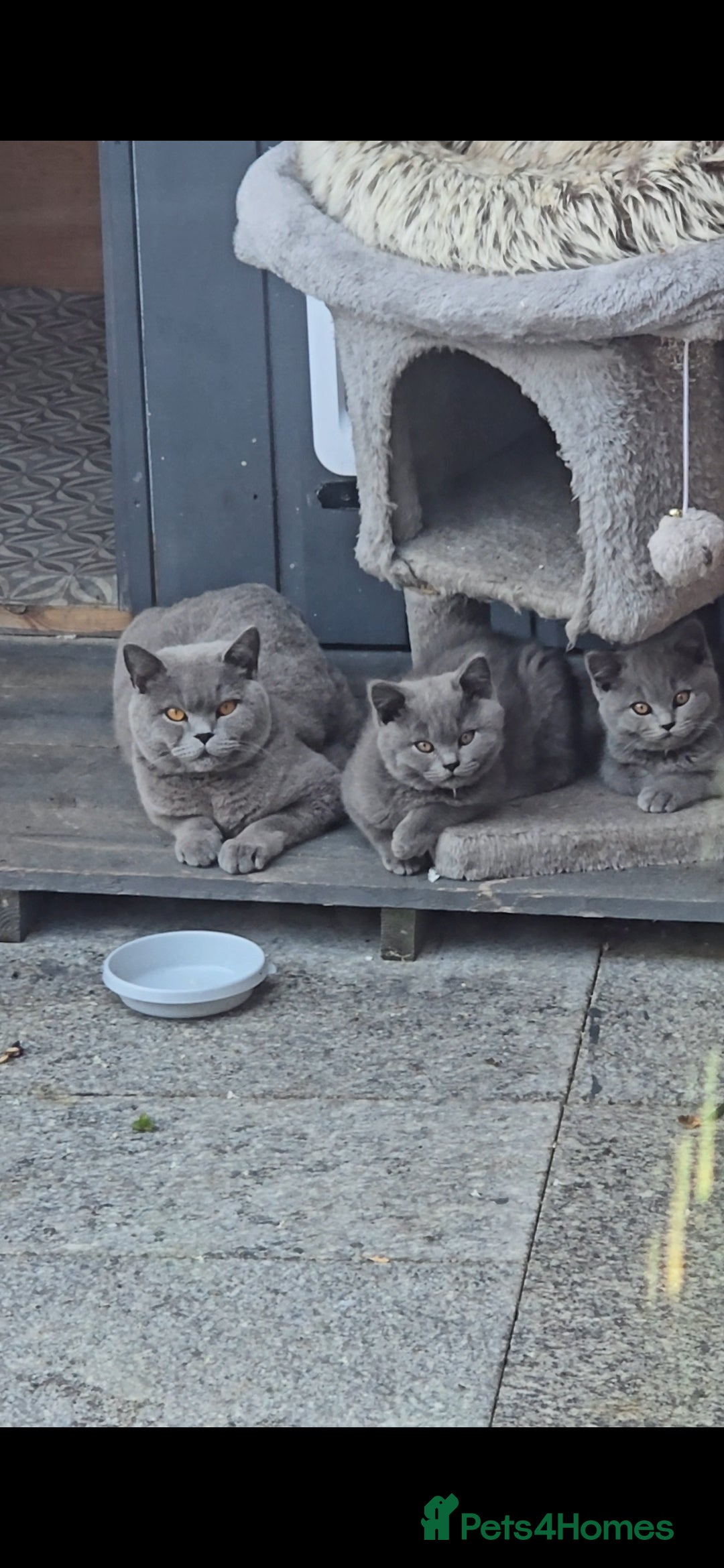 British Shorthair cats for sale: GCCF BSH Kittens pet homes only  - Image 22